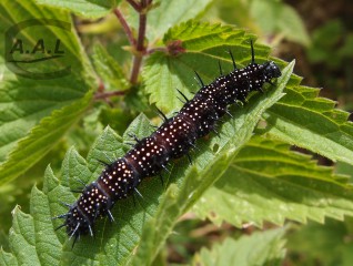 Chenille de paon du jour